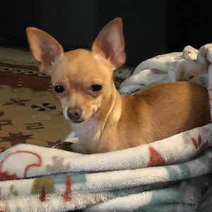 Meet your Posher, Selene